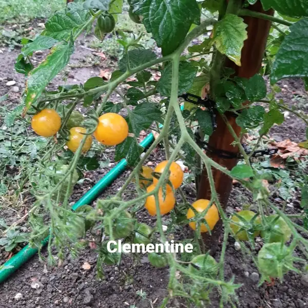 Tomaten: Clementine (2023)