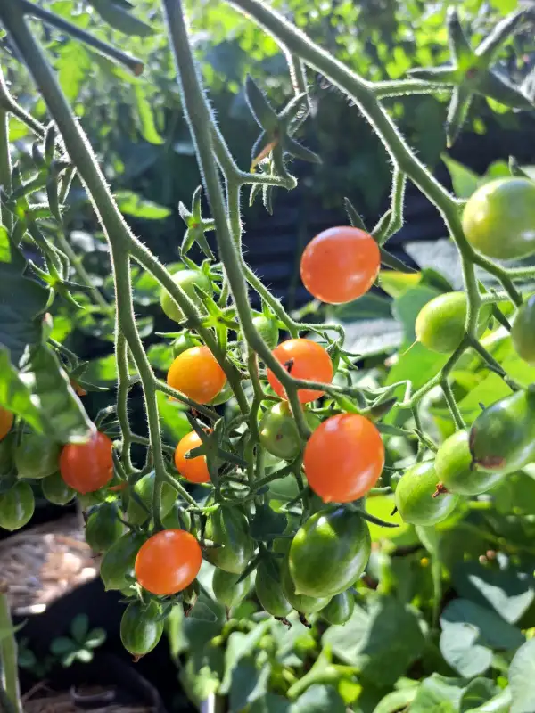 Tomaten: Clementine 2025