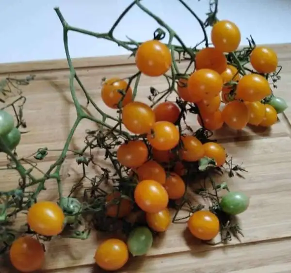 Tomaten: Clementine