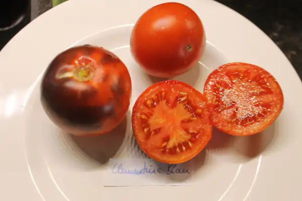 Tomaten: Clementine Blau