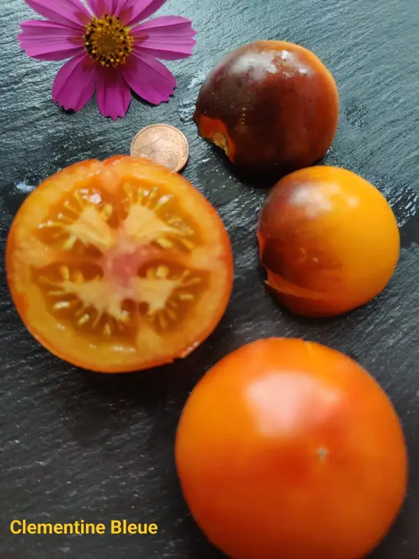 Tomaten: Clementine Bleue