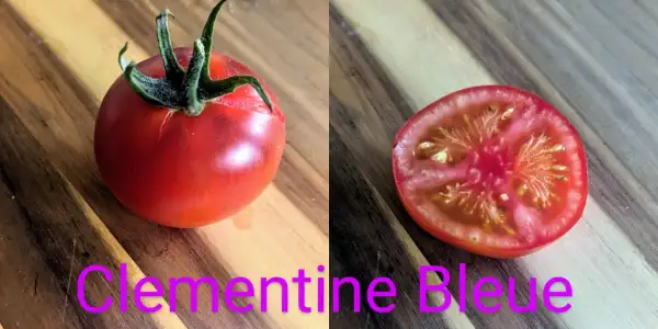 Tomaten: Clementine Bleue