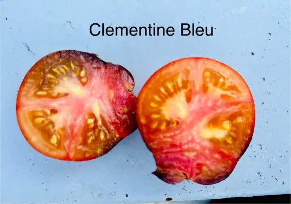 Tomaten: Clementine Bleue