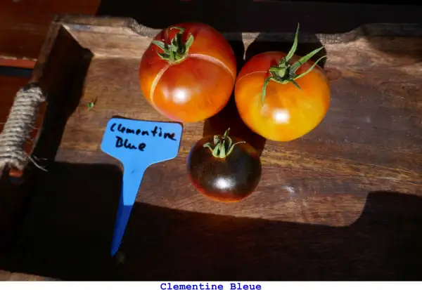 Tomaten: Clementine Bleue