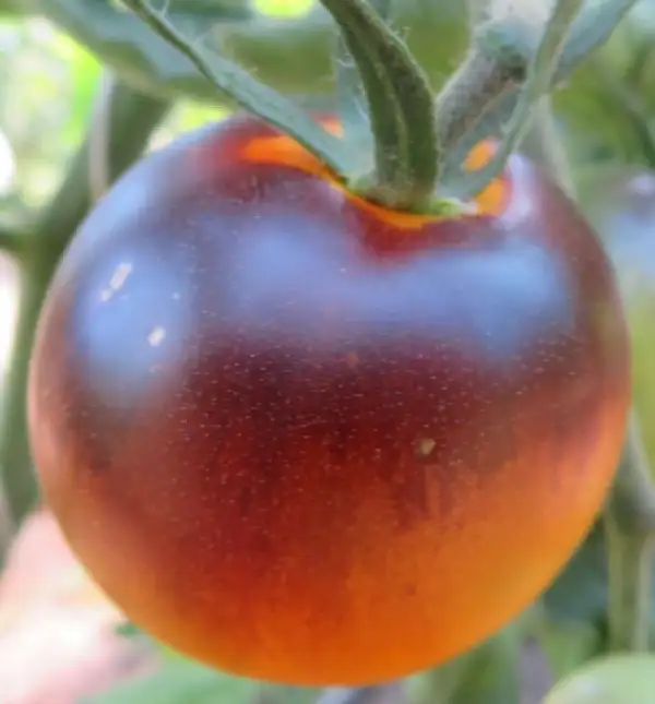 Tomaten: Clementine Bleue