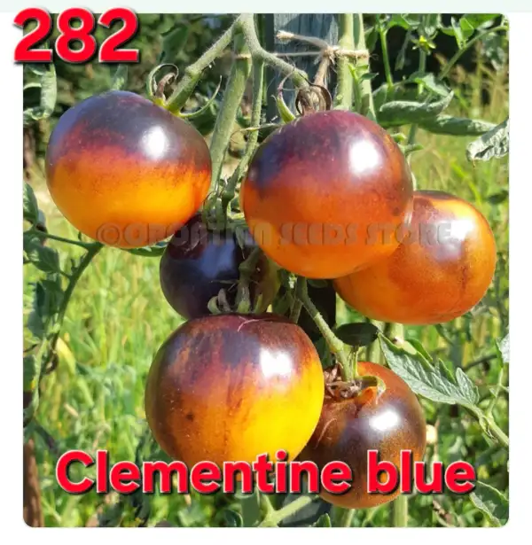 Tomaten: Clementine Blue
