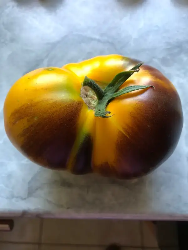 Tomaten: Clementine Blue