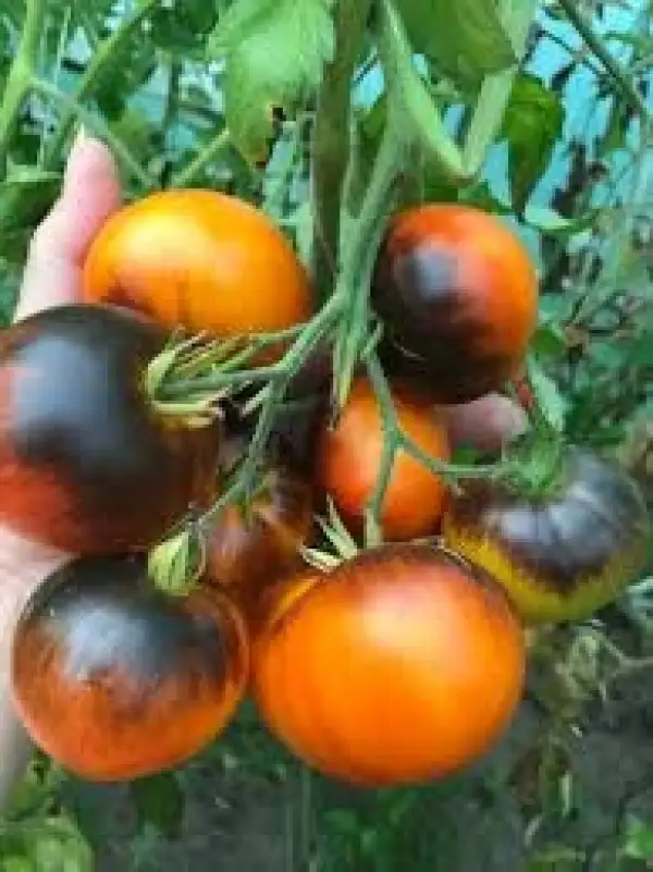 Tomaten: Clementine Blue