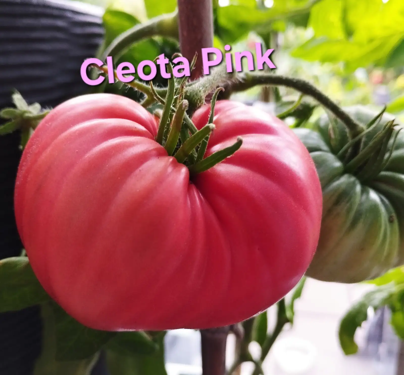 Tomaten: Cleota Pink