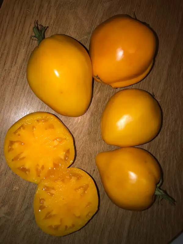 Tomaten: Cleota Yellow