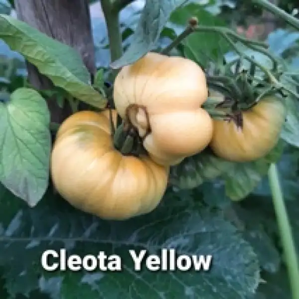 Tomaten: Cleota Yellow