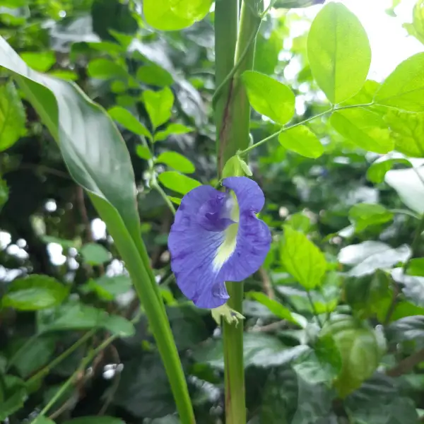 Blumen: Clitoria ternatea / Butterfly pea Blue