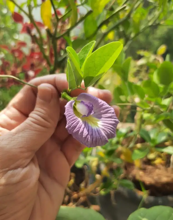 Blumen: Clitoria ternatea / Butterfly pea Lavender