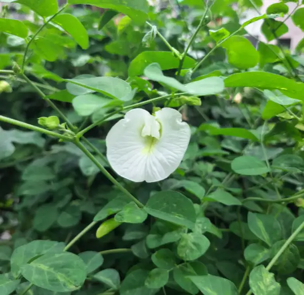 Blumen: Clitoria ternatea/ Butterfly pea White