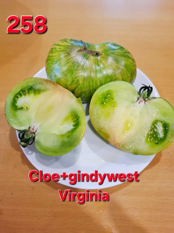 Tomaten: Cloe+gindywest Virginia