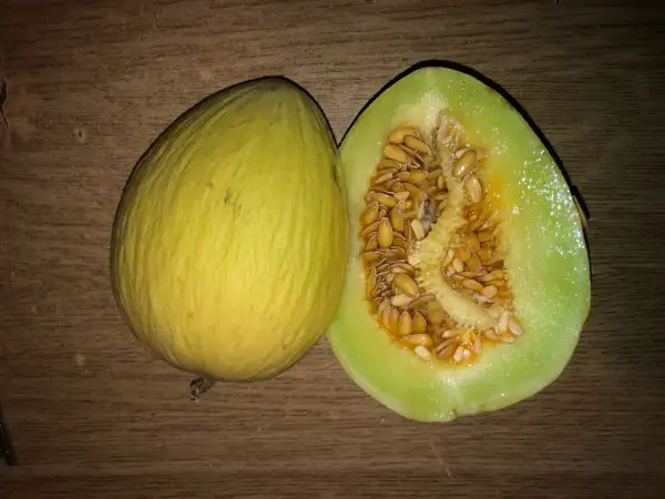 Obst: Clot de Pou de Son Macià melone