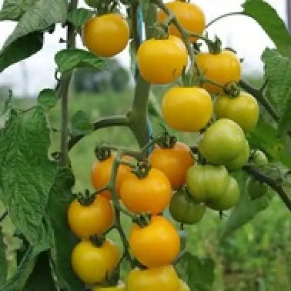 Tomaten: Clou