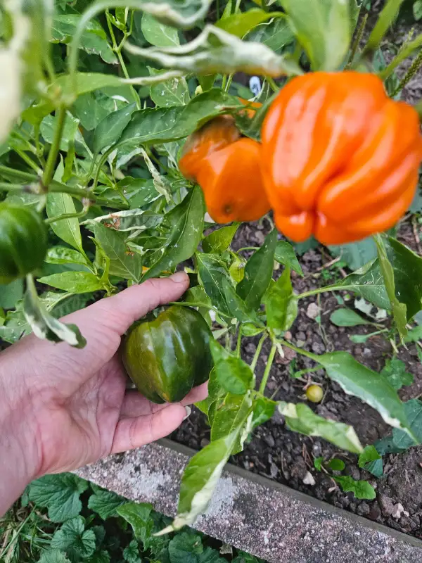Chili: Cloud To Ground