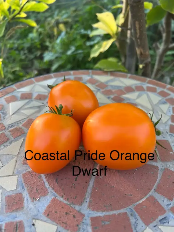 Tomaten: Coastal Pride Orange (Dwarf)
