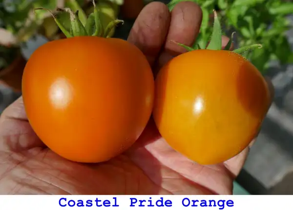 Tomaten: Coastel Pride Orange