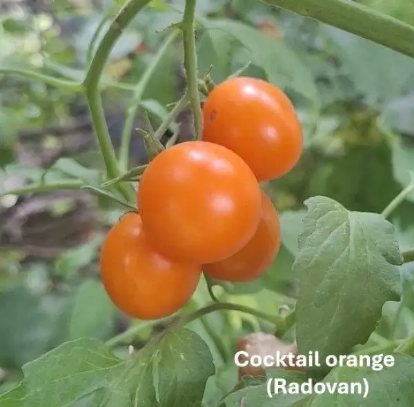 Tomaten: Cocktail orange