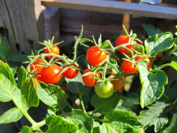 Tomaten: Cocktailtomate