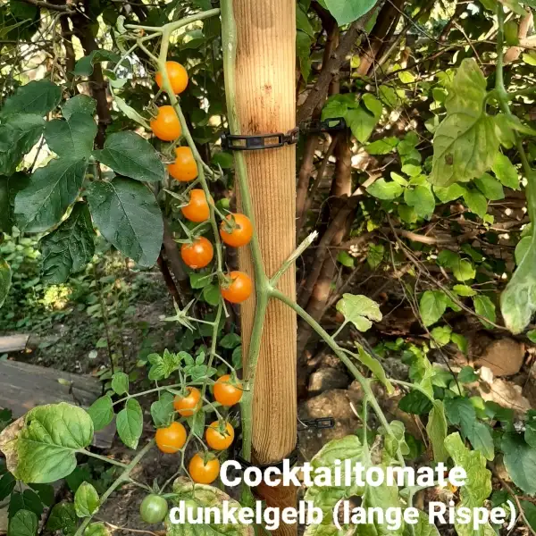 Tomaten: Cocktailtomate dunkelgelb