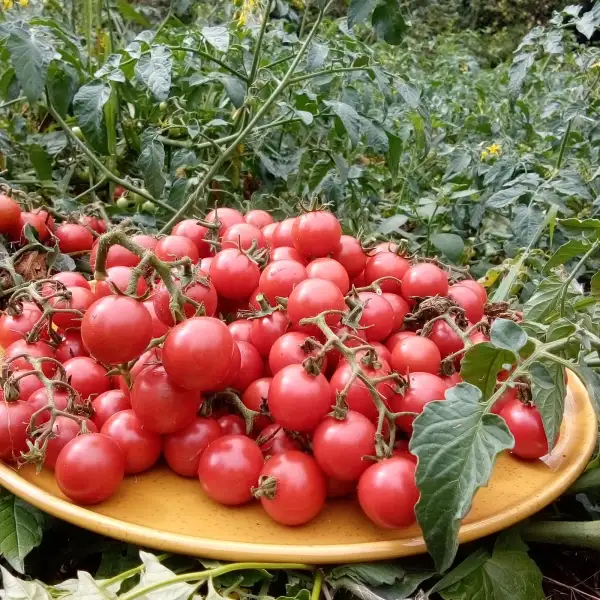 Tomaten: Cocktailtomate 