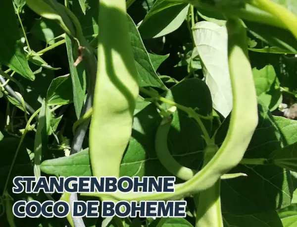 Bohnen: Coco de Boheme