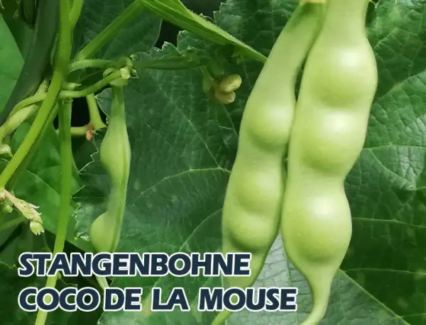 Bohnen: Coco de la Mouse