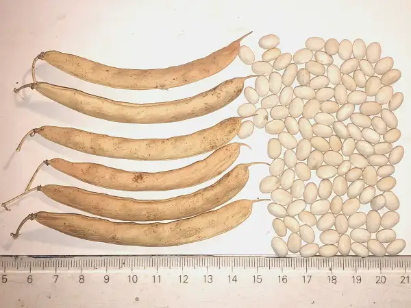 Bohnen: Coco de Mollans