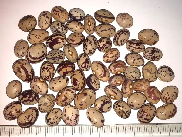 Bohnen: Coco de Prague