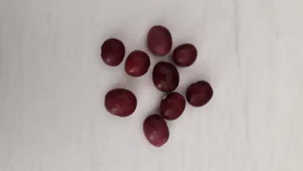 Bohnen: Coco Rose de la Meuse