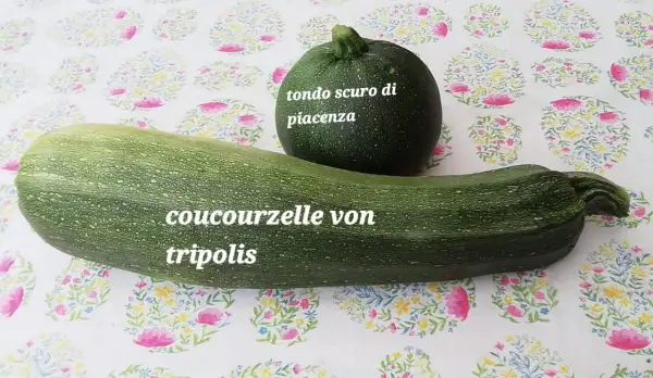 Zucchini: Cococelle von Tripolis, auch Coucourzelle