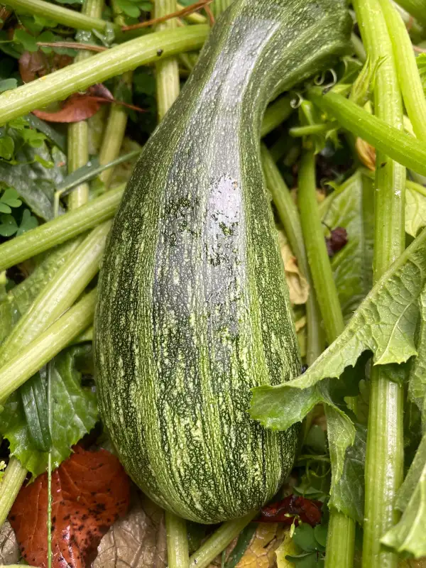 Zucchini: Cocozelle di Tripolis