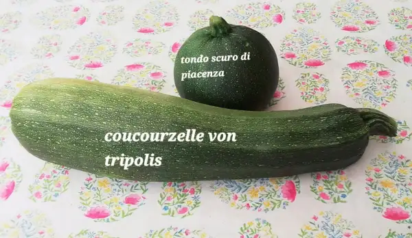 Zucchini: Cocozelle von Tripolis, auch Coucourzelle