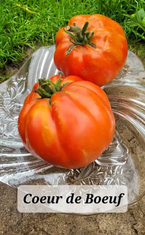 Tomaten: Coeur de Boeuf