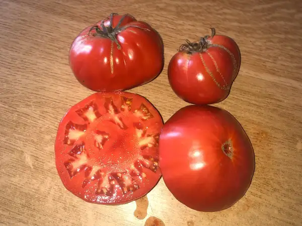 Tomaten: Coeur de Boeuf de Blec G.
