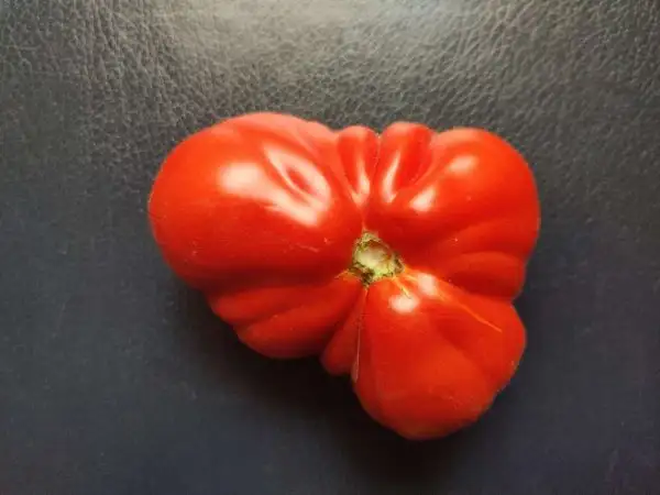 Tomaten: Coeur de Boeuf de Nice