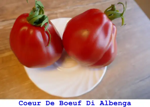 Tomaten: Coeur De Boeuf Di Albenga