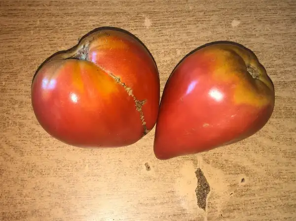 Tomaten: Coeur de Poulain