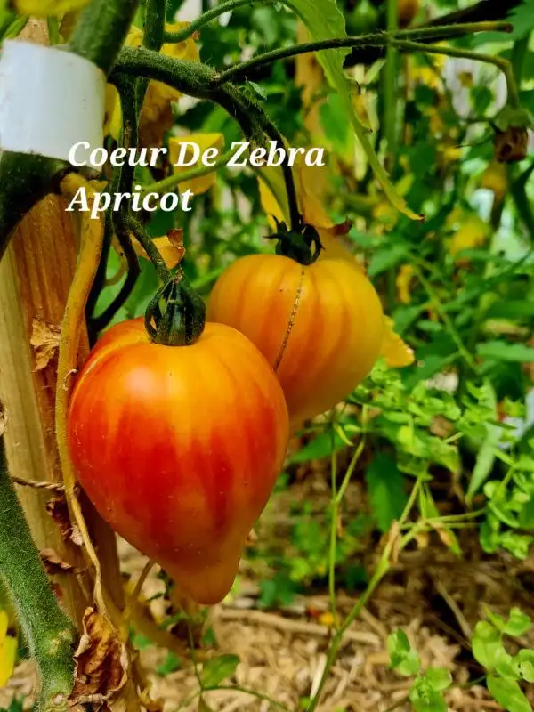 Tomaten: Coeur de Zebra Apricot