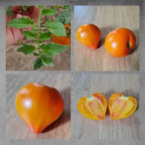 Tomaten: Coeur de zebre