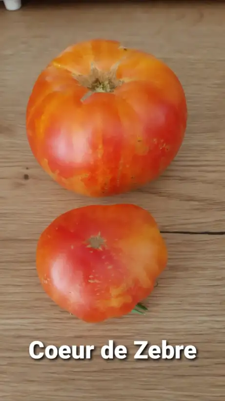 Tomaten: Coeur de zebre