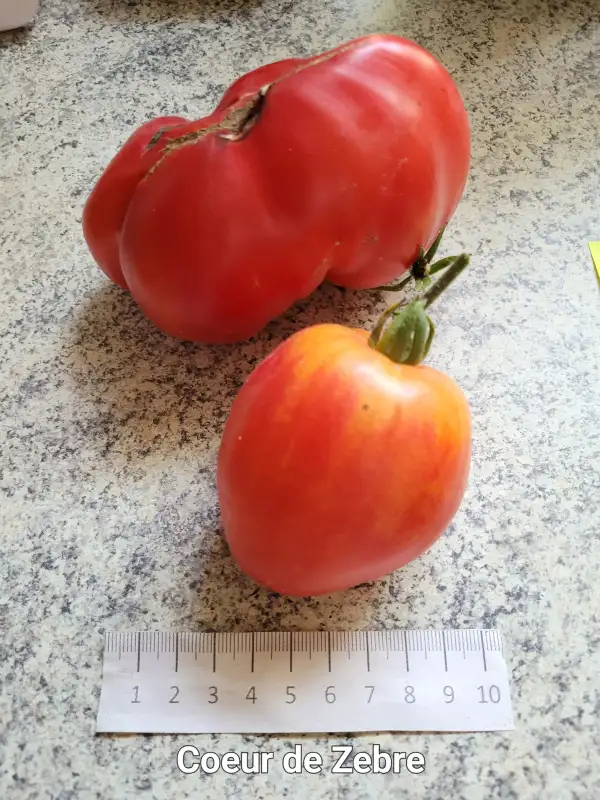 Tomaten: Coeur de zebre