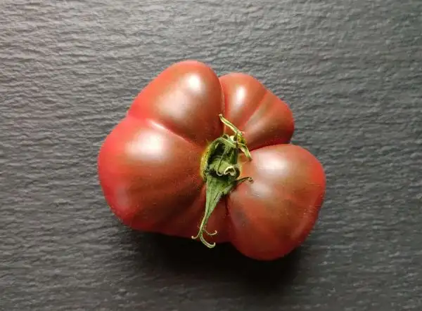 Tomaten: Coeur du Tibet