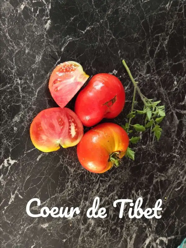 Tomaten: Coeur du Tibet