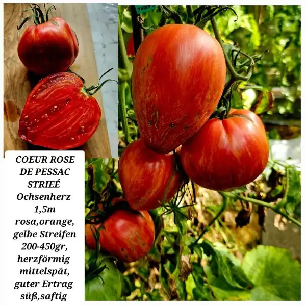 Tomaten: COEUR ROSE DE PESSAC STRIEÉ