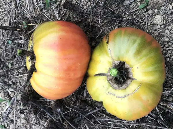 Tomaten: Colgar de Alarcón