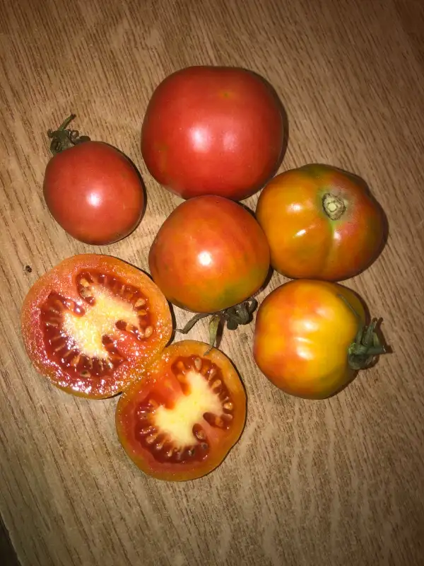 Tomaten: Colgar de Casares